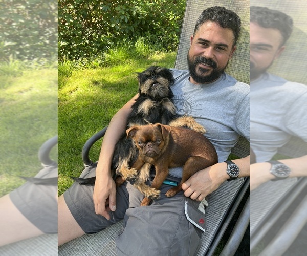 Medium Photo #1 Brussels Griffon Puppy For Sale in SCOTTSDALE, AZ, USA