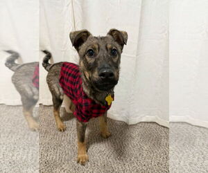 Mutt Dogs for adoption in Sandy, UT, USA