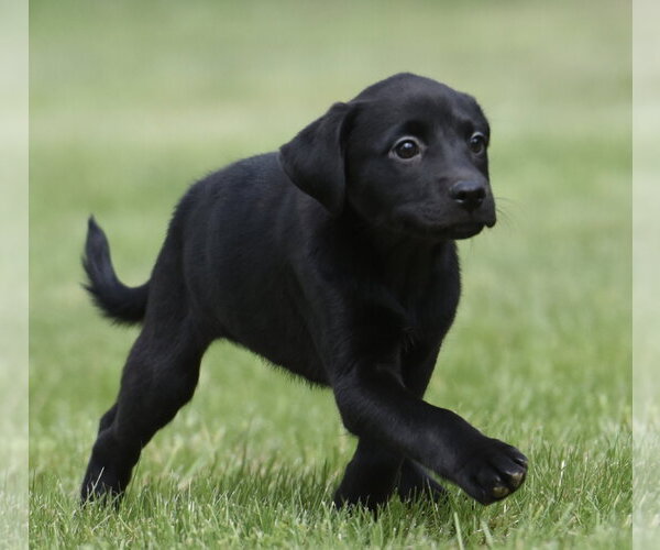 Medium Photo #2 Borador Puppy For Sale in Mechanicsburg, PA, USA