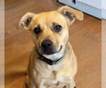 Small Photo #1 Mutt Puppy For Sale in pomfret, CT, USA