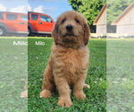 Puppy Milo Goldendoodle mix (+ Poodle Standard)