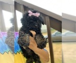 Small Photo #7 Maltipoo Puppy For Sale in KILLEEN, TX, USA