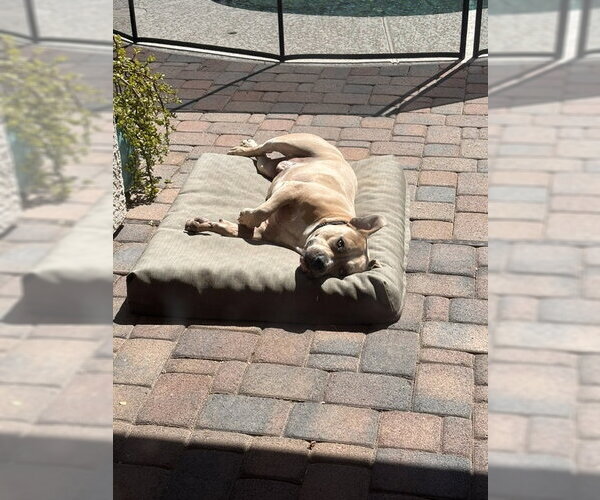 Medium Photo #9 American Pit Bull Terrier-Unknown Mix Puppy For Sale in Chandler, AZ, USA