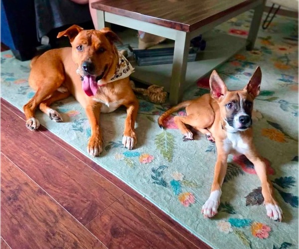 Medium Photo #4 Boxer-Unknown Mix Puppy For Sale in Germantown, OH, USA
