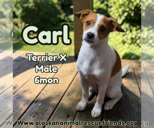 Jack Russell Terrier-Unknown Mix Dogs for adoption in Anchorage, AK, USA