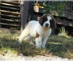 Small Photo #8 Newfoundland Puppy For Sale in CLINTON, AR, USA