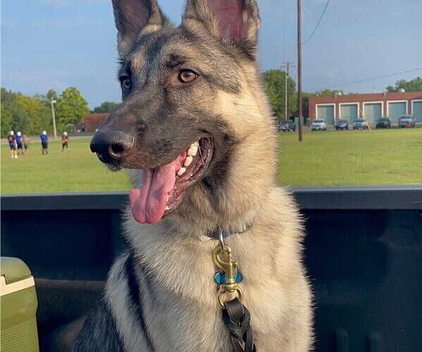 Medium Photo #1 German Shepherd Dog Puppy For Sale in LEBANON, TN, USA