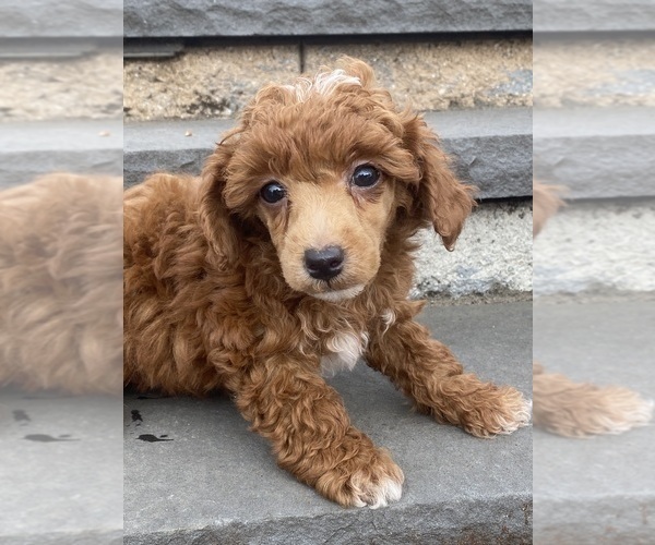Medium Photo #2 Poodle (Miniature) Puppy For Sale in CANOGA, NY, USA