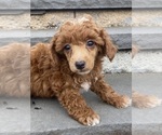 Small Photo #2 Poodle (Miniature) Puppy For Sale in CANOGA, NY, USA