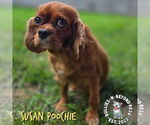 Small Cavalier King Charles Spaniel
