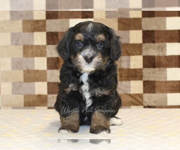 Medium Photo #4 Bernedoodle (Miniature) Puppy For Sale in DENVER, PA, USA