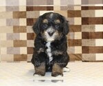 Small #3 Bernedoodle (Miniature)