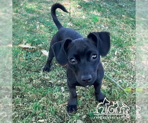 Chihuahua Dogs for adoption in Irvine, CA, USA