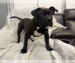 Small Photo #7 American Bully Puppy For Sale in REESEVILLE, WI, USA