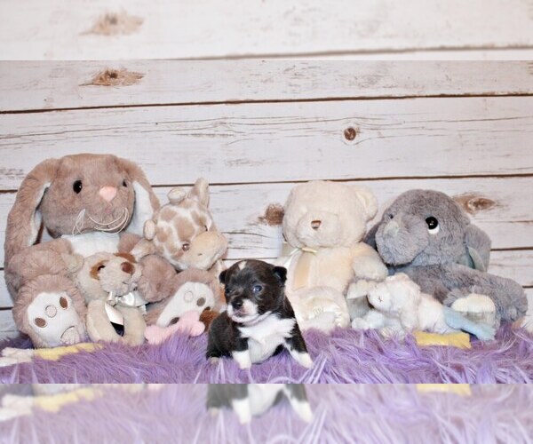Medium Photo #82 Chihuahua Puppy For Sale in CHARLESTON, AR, USA