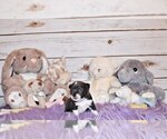 Small Photo #82 Chihuahua Puppy For Sale in CHARLESTON, AR, USA