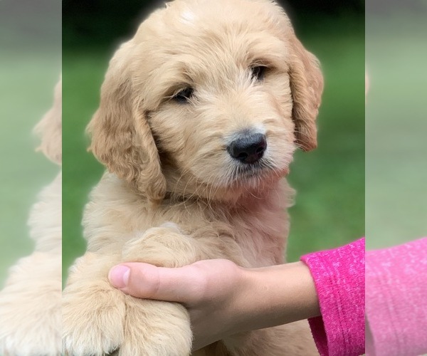 Medium Photo #6 Goldendoodle Puppy For Sale in MORGANTOWN, IN, USA