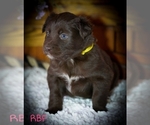 Small Photo #1 Australian Shepherd Puppy For Sale in DANVILLE, PA, USA