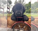 Small #7 Labrador Retriever