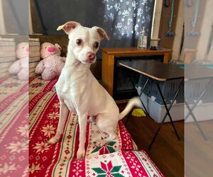 Chihuahua-Unknown Mix Dogs for adoption in Topeka, KS, USA