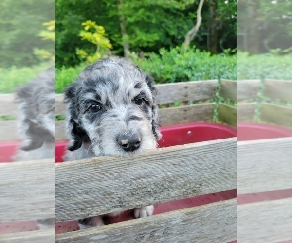Medium Photo #3 Aussiedoodle Puppy For Sale in YACOLT, WA, USA