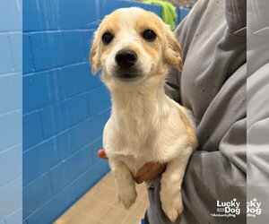 Jack Russell Terrier-Unknown Mix Dogs for adoption in Washington, DC, USA