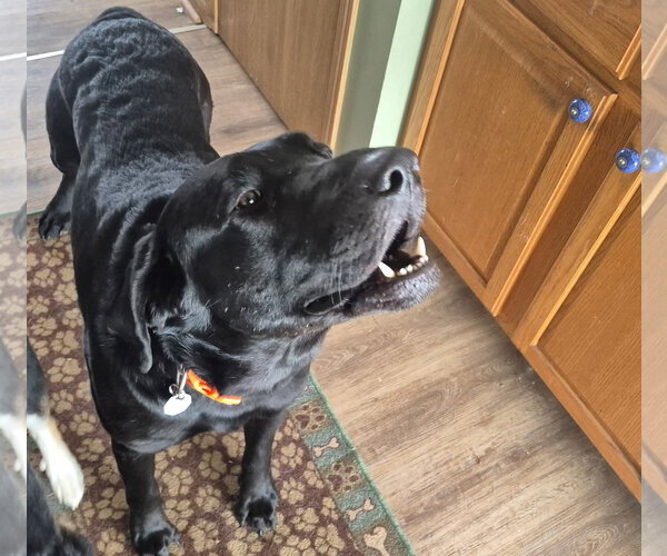 Medium Photo #3 Labrador Retriever Puppy For Sale in Omaha, NE, USA
