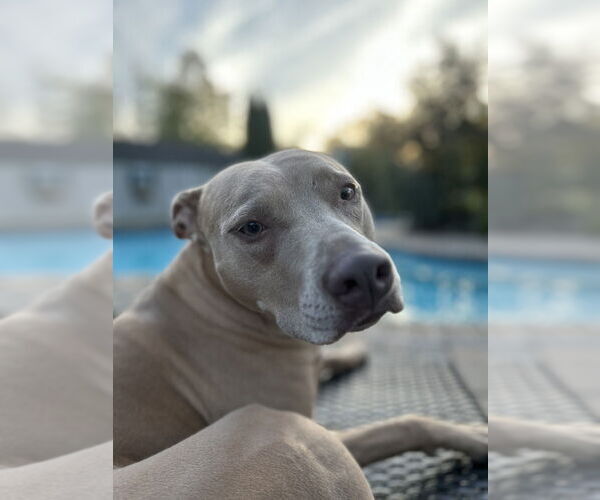 Medium Photo #4 Unknown-Weimaraner Mix Puppy For Sale in Brewster, NY, USA