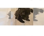 Small #2 Yorkshire Terrier
