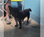 Small Rat Terrier Mix