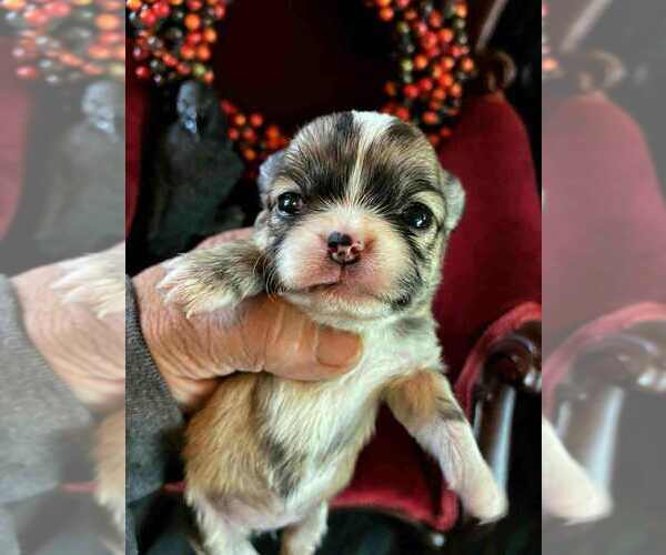 Medium Photo #3 Chihuahua Puppy For Sale in NEWVILLE, PA, USA