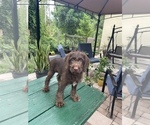 Small Photo #8 Labradoodle Puppy For Sale in NAPLES, FL, USA