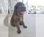 Small Photo #125 Newfoundland Puppy For Sale in TILTON, IL, USA