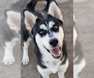 Siberian Husky-Unknown Mix Dogs for adoption in Bakersfield, CA, USA