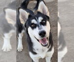*MCCARTNEY - Male Siberian Husky-Unknown Mix Dog for Adoption - Small photo