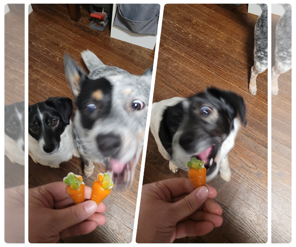 Medium Photo #5 Mutt Puppy For Sale in FAIRLAWN, OH, USA