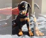 Puppy Duchess Doberman Pinscher