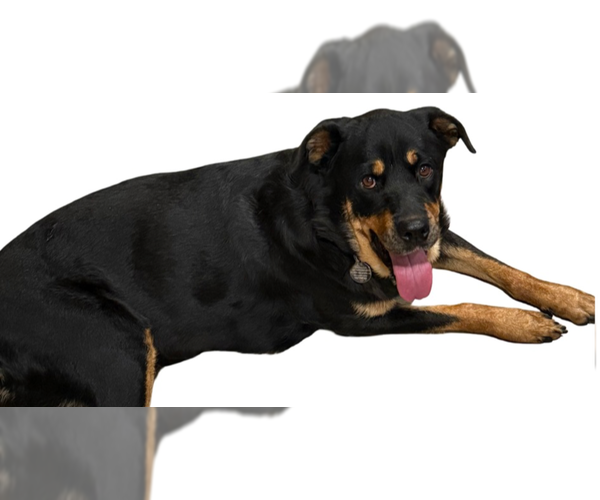 Medium Photo #2 Rottweiler Puppy For Sale in Gilbert, AZ, USA