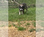 Small #4 Mutt