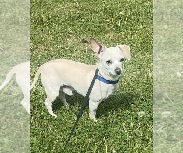 Medium Photo #1 Chihuahua-Unknown Mix Puppy For Sale in Germantown, OH, USA