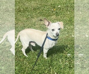 Chihuahua-Unknown Mix Dogs for adoption in Germantown, OH, USA