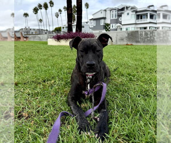 Medium Photo #2 American Staffordshire Terrier-Unknown Mix Puppy For Sale in San Juan Capistrano, CA, USA