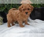 Small Photo #5 Cavapoo (Miniature)-Poodle (Toy) Mix Puppy For Sale in GREENWOOD, WI, USA