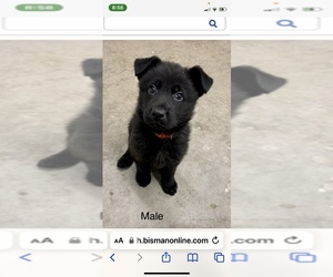 German Shepherd Dog Puppy for sale in BOWDON, ND, USA