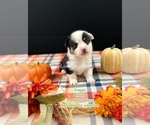 Puppy Dragon Pembroke Welsh Corgi