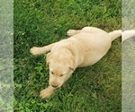 Small #10 Labrador Retriever