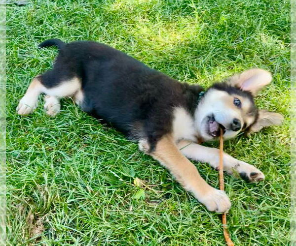 Medium Photo #4 Mutt Puppy For Sale in Minneapolis, MN, USA