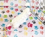 Small #4 Cavapoo (Miniature)-Poodle (Toy) Mix