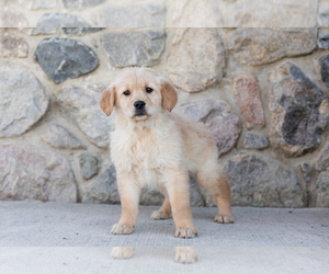 Golden Retriever Puppy for sale in NAPPANEE, IN, USA