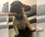 Small Photo #11 French Bulldog Puppy For Sale in PHILA, PA, USA